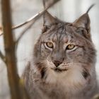 Luchs