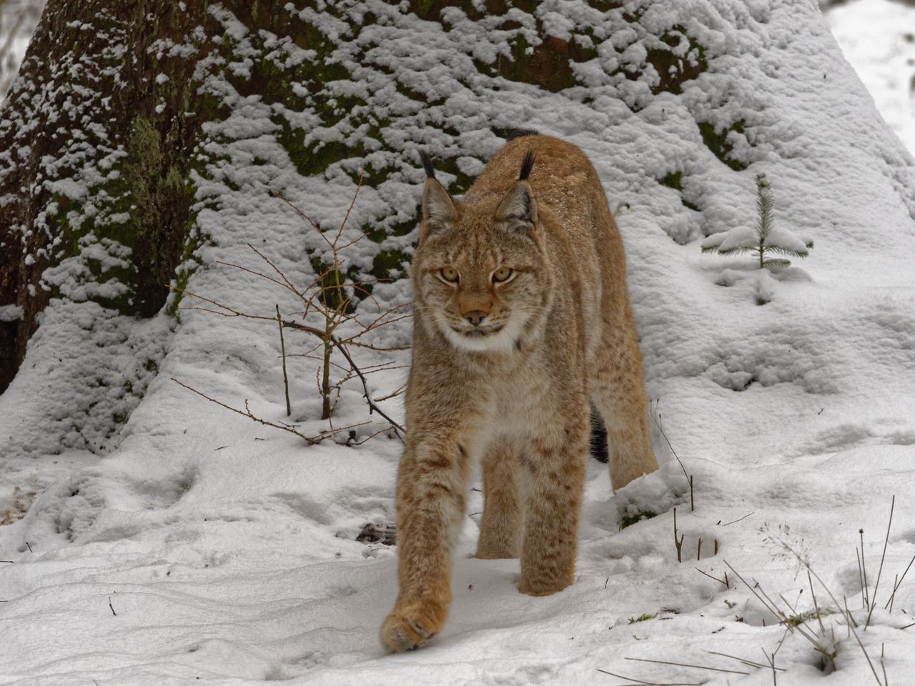 Luchs