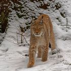 Luchs