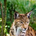 Luchs