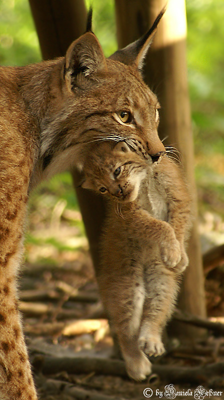 Luchs