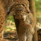 Luchs