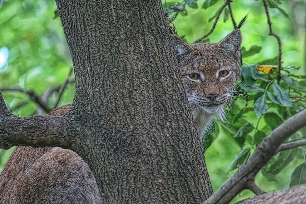 Luchs