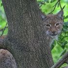 Luchs