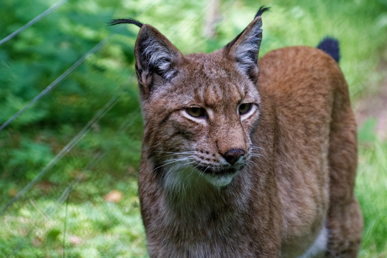 Luchs