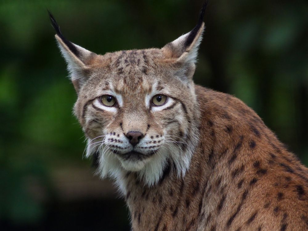 Luchs