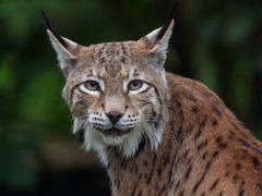 Luchs