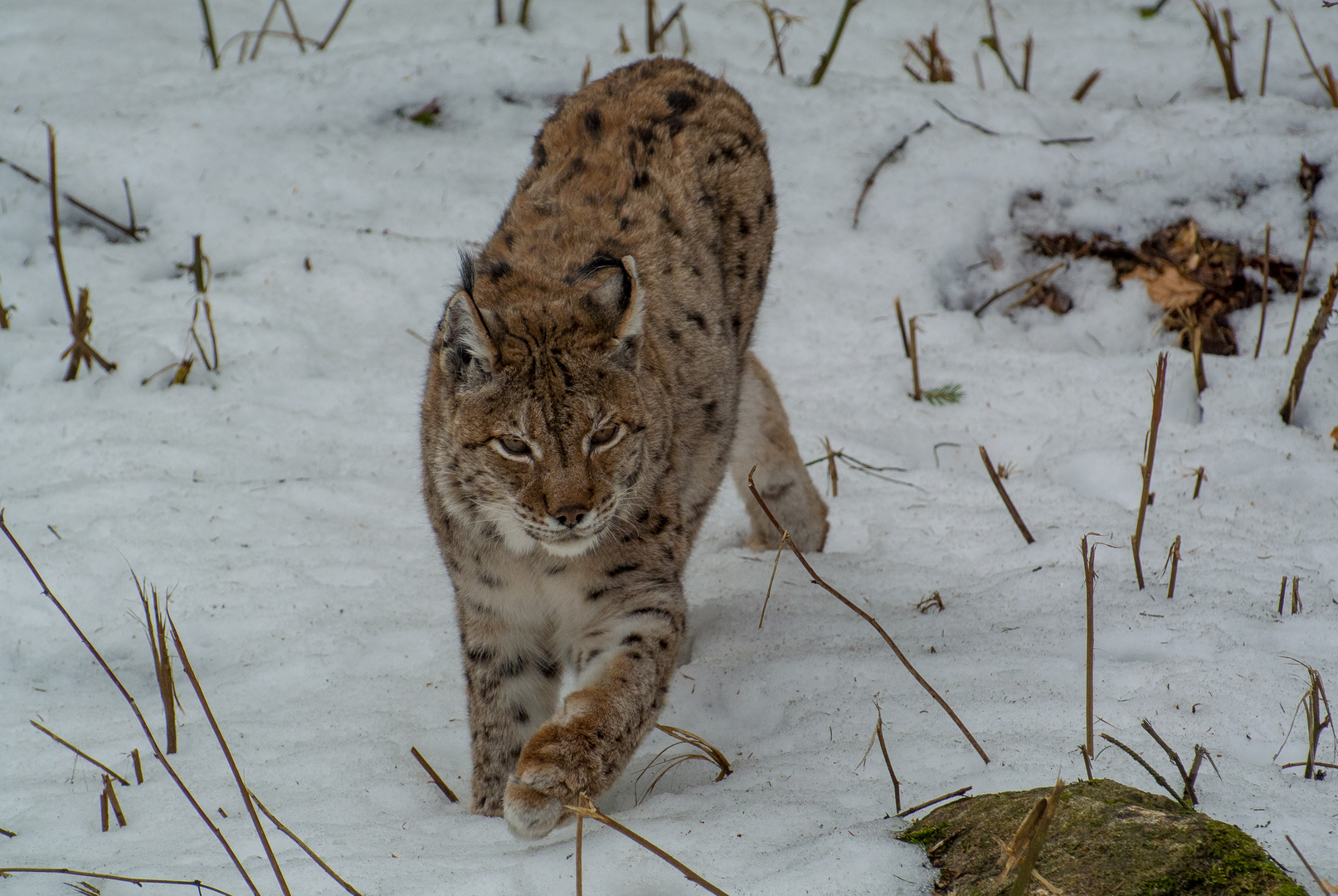 Luchs