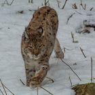 Luchs