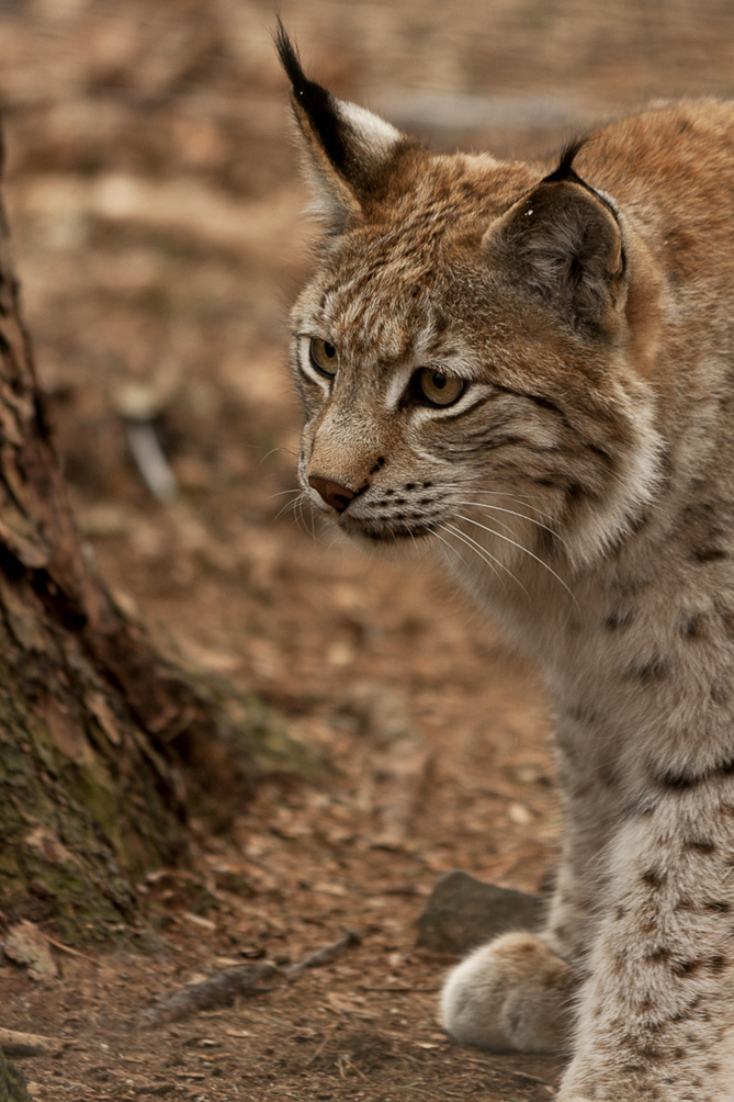 Luchs