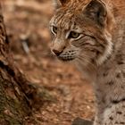 Luchs