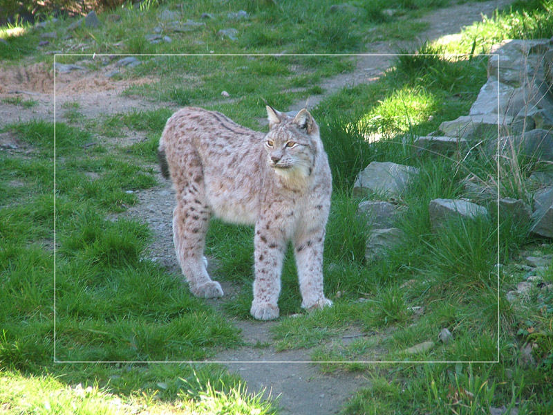 Luchs