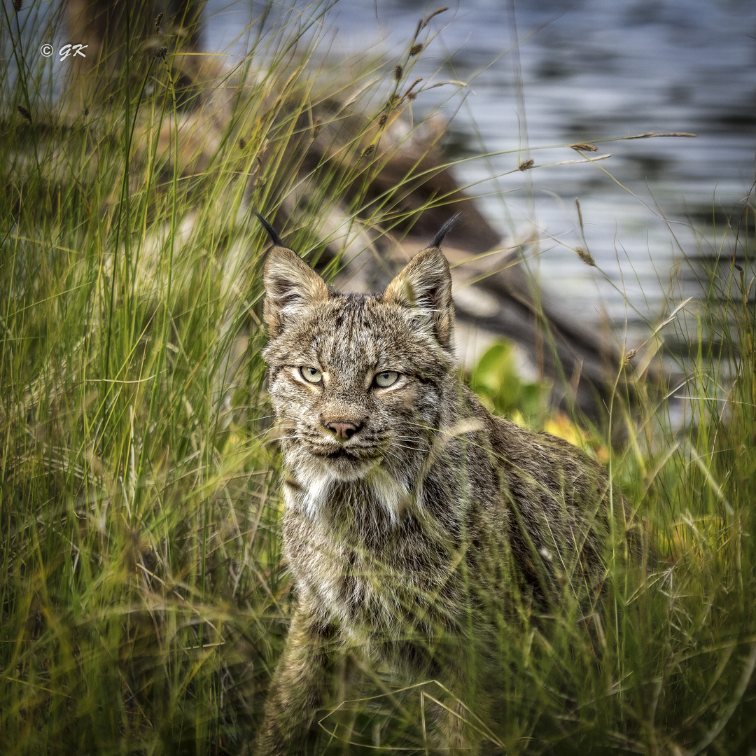 Luchs