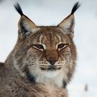 Luchs