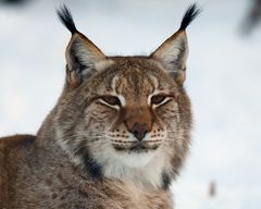 Luchs