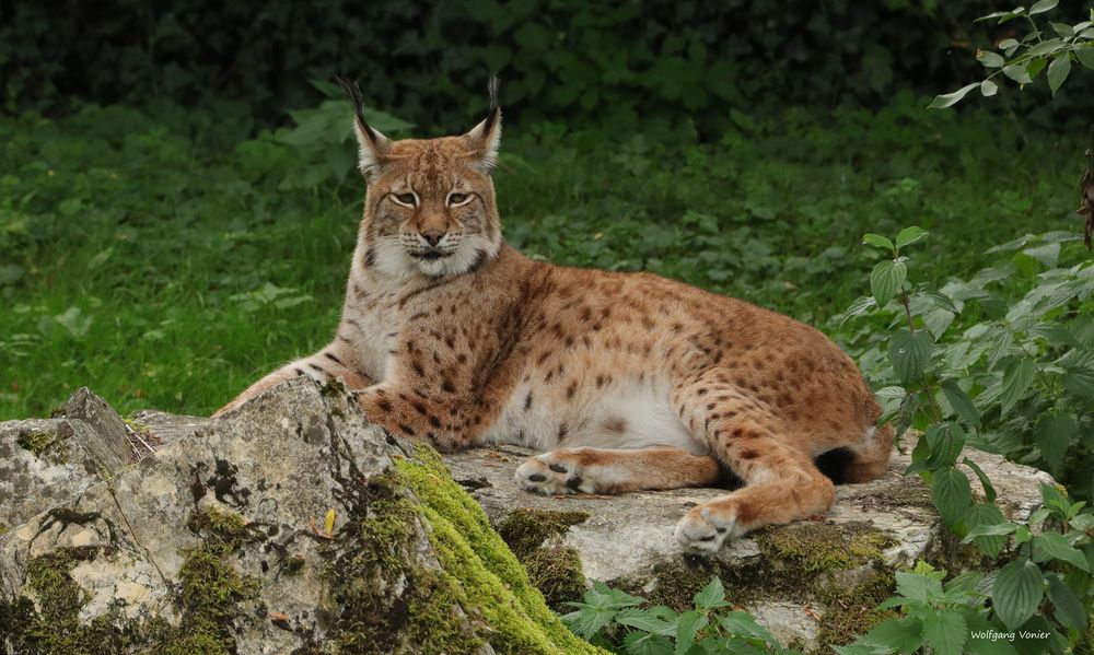 Luchs