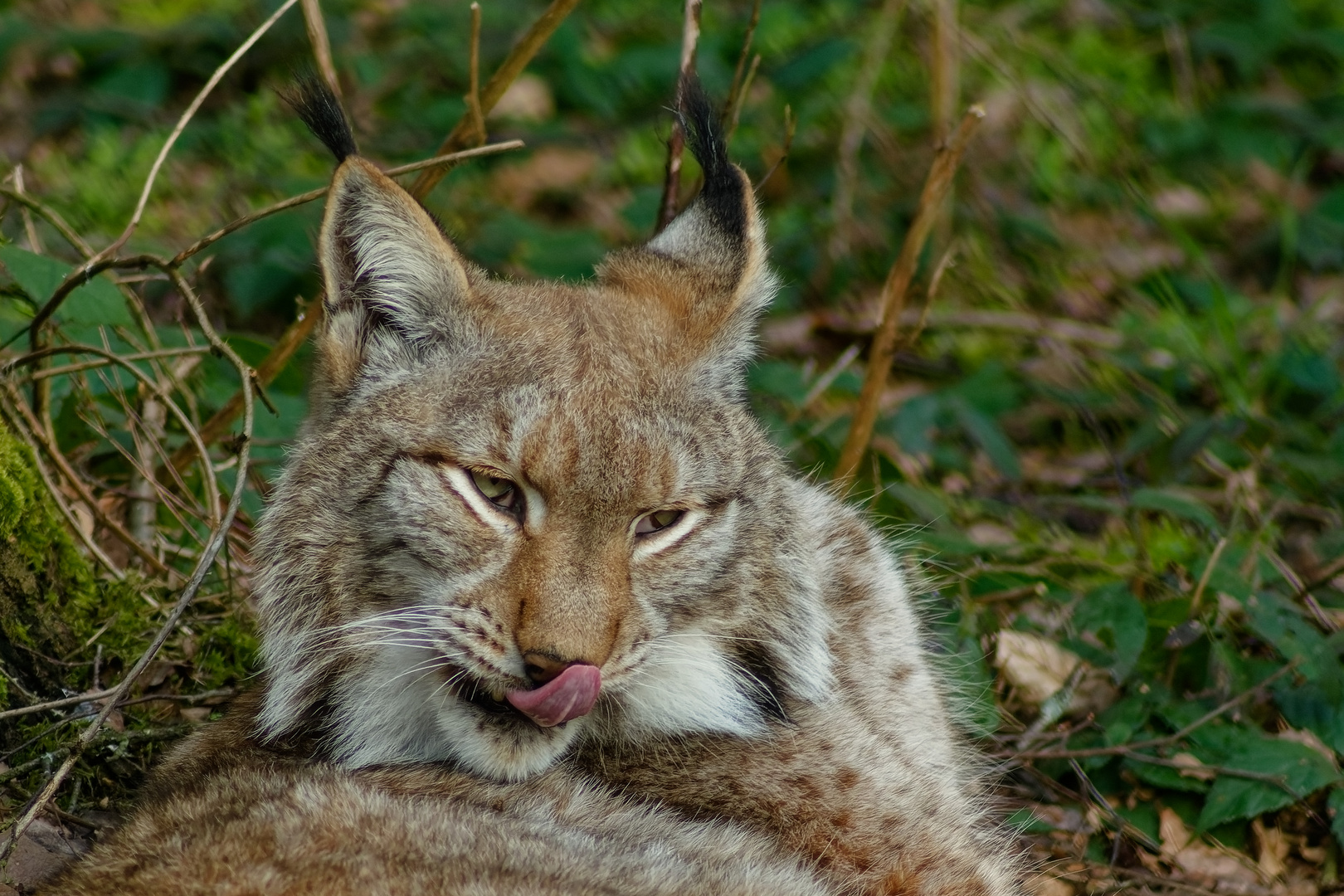 Luchs 