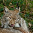 Luchs 