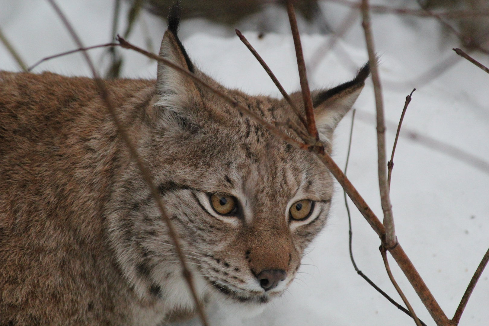 Luchs