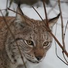 Luchs