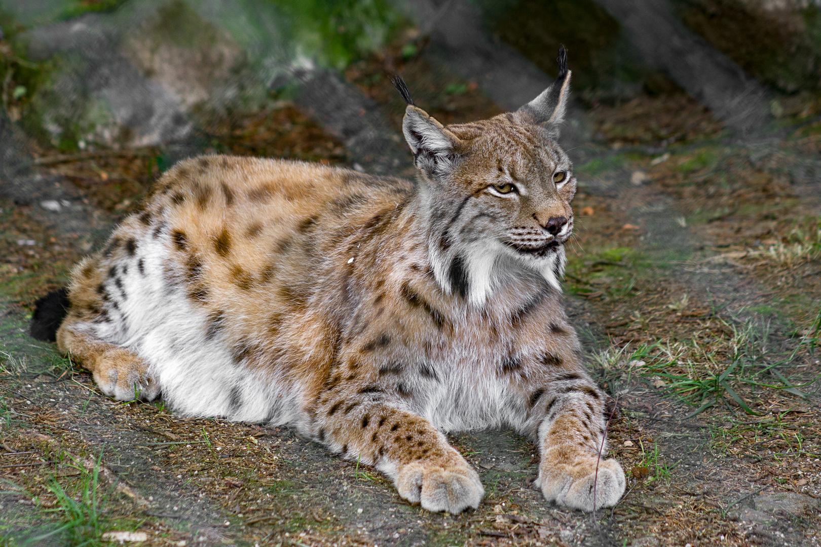 Luchs Foto & Bild | tiere, zoo, wildpark & falknerei, säugetiere Bilder