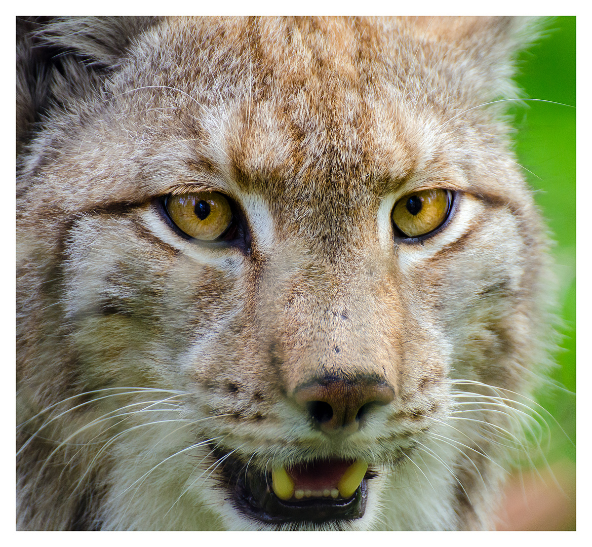 Luchs