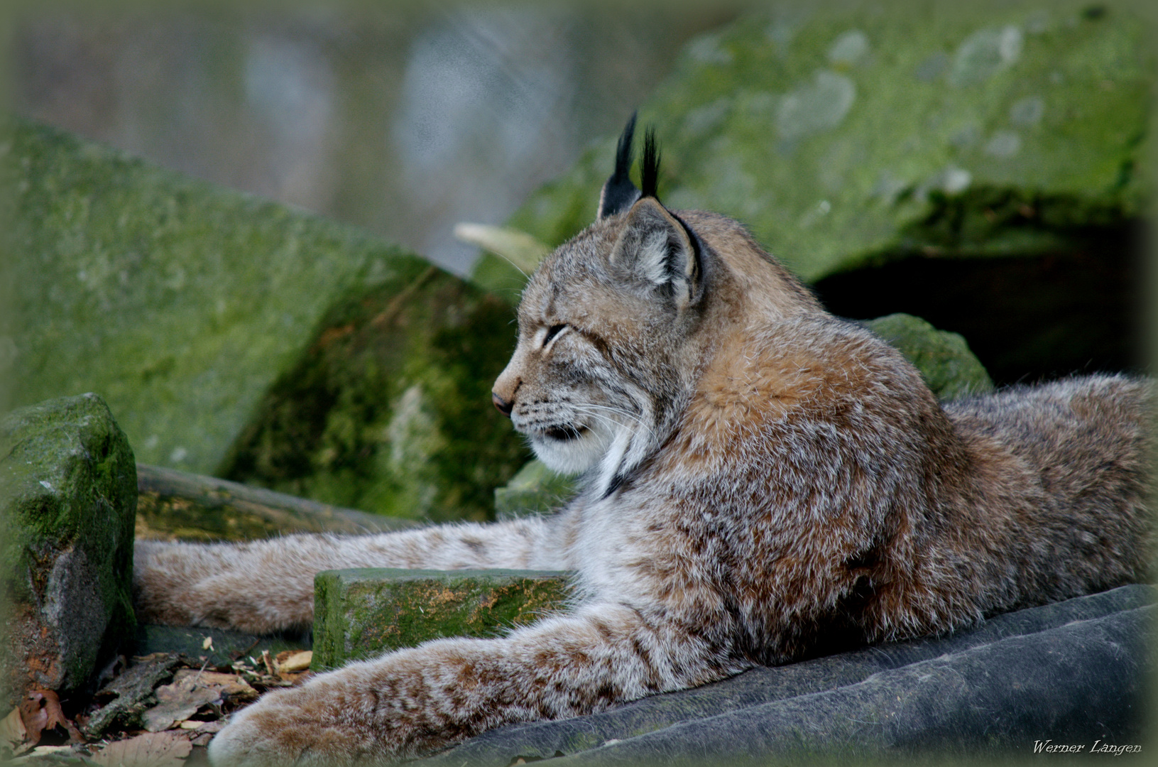 Luchs