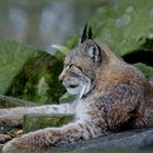 Luchs