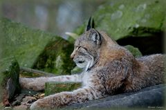 Luchs