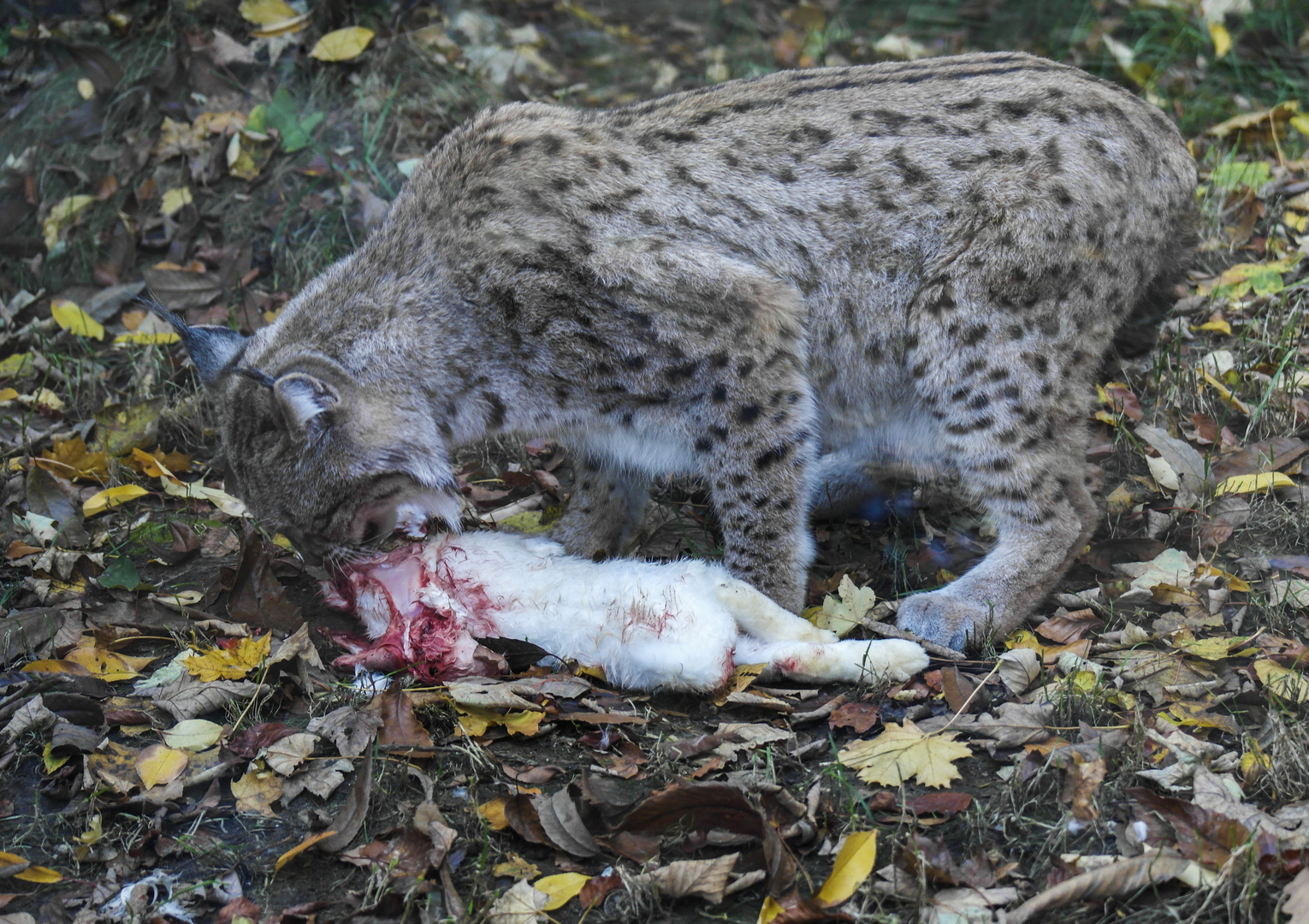 Luchs