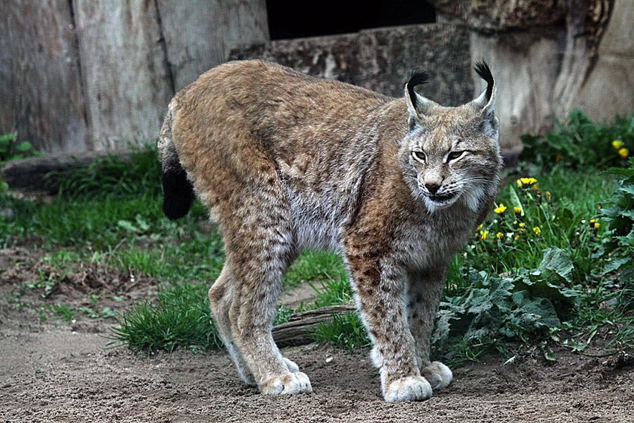 Luchs