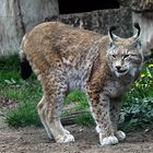 Luchs