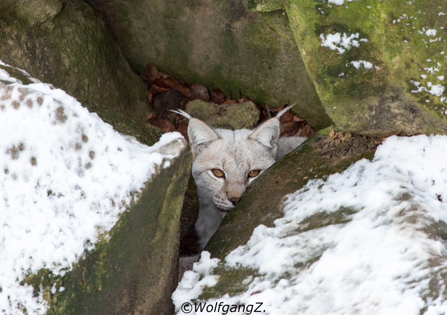 Luchs