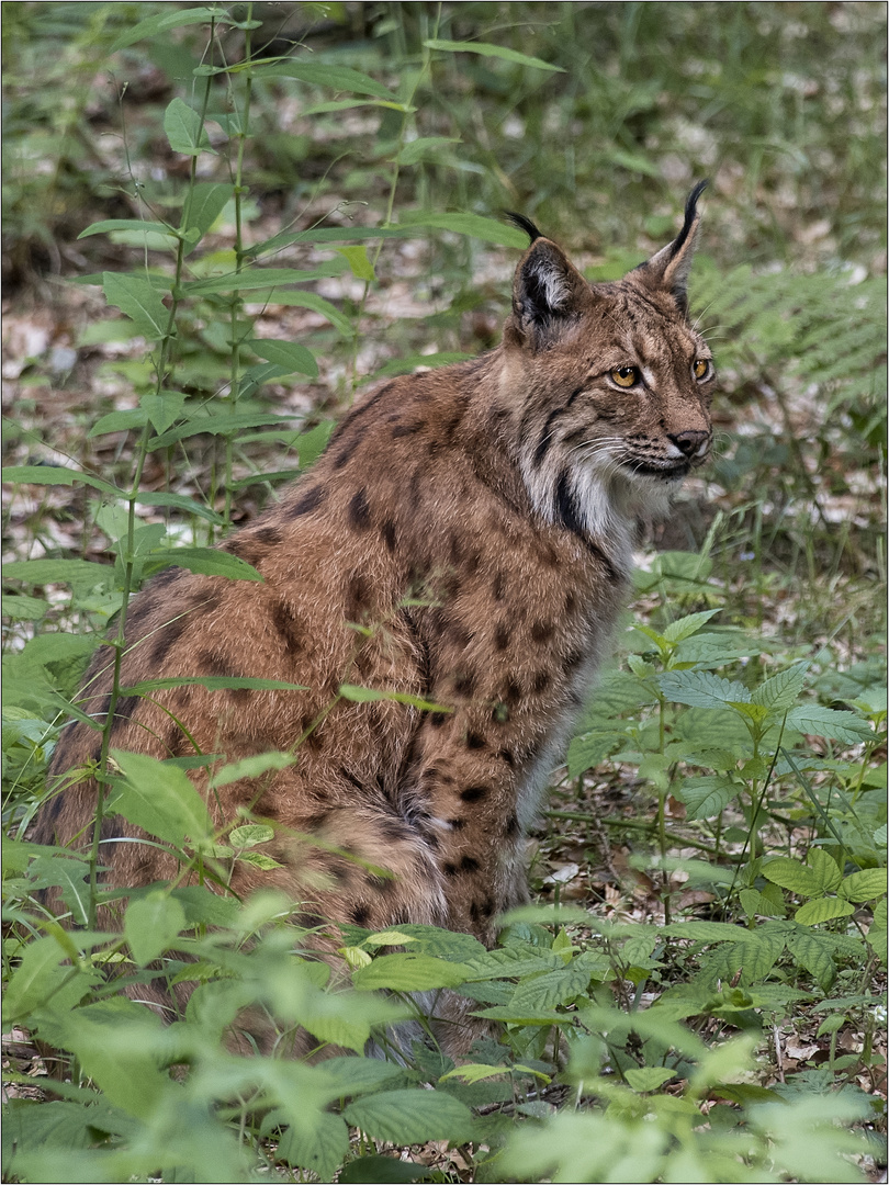 Luchs