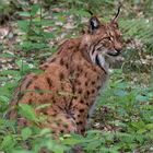 Luchs