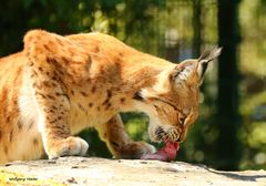 Luchs