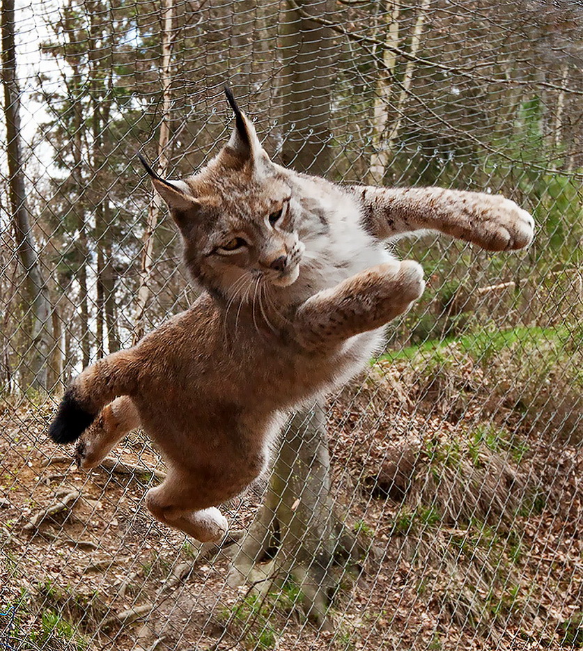 Luchs