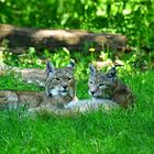 Luchs