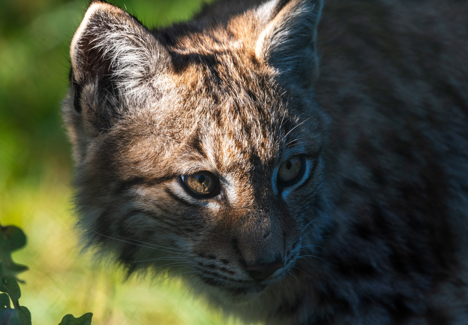 Luchs