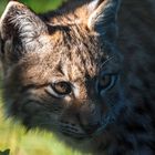 Luchs