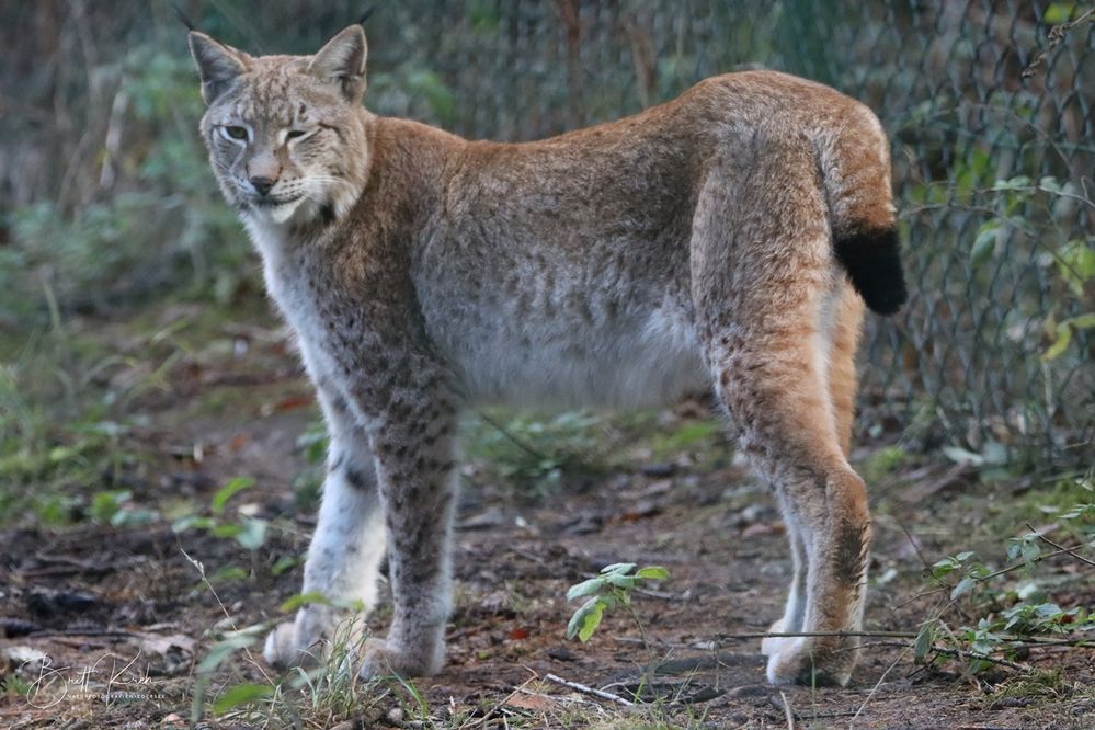 Luchs