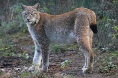 Luchs