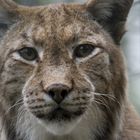 Luchs