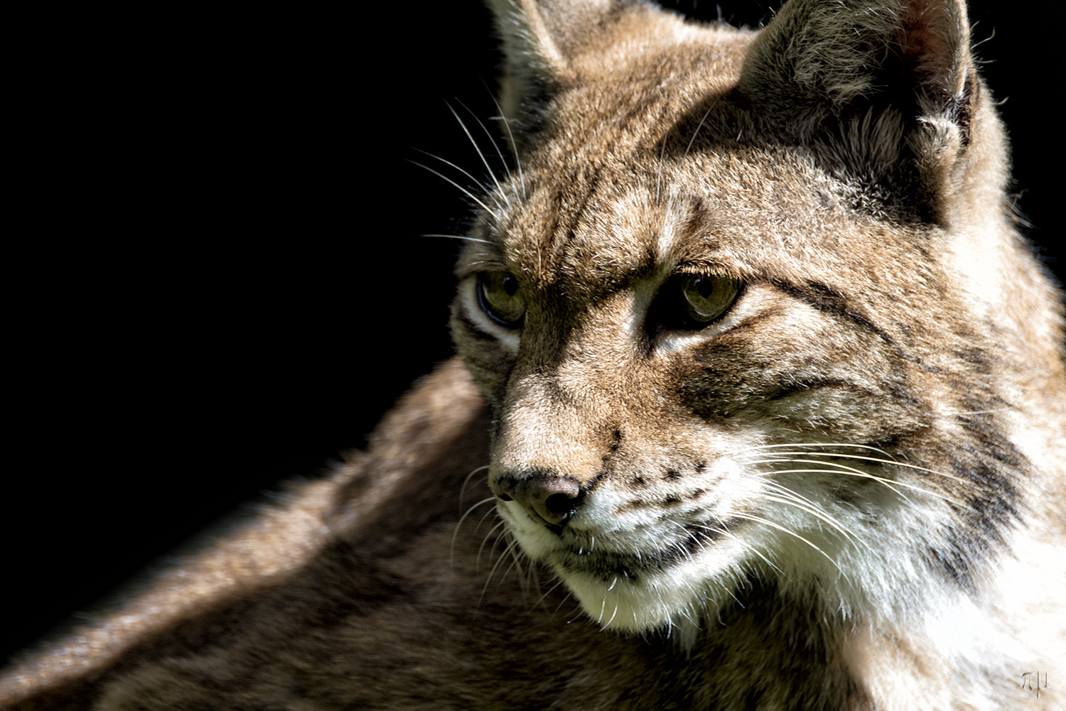 Luchs - ein Portrait