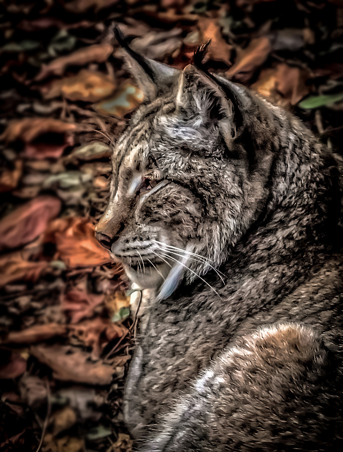 Luchs (ein Pseudo - HDR)