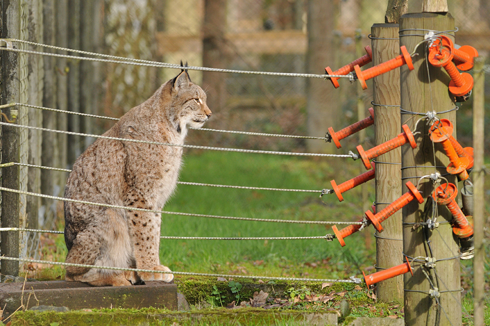 Luchs – Elektrik