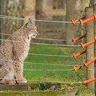 Luchs – Elektrik