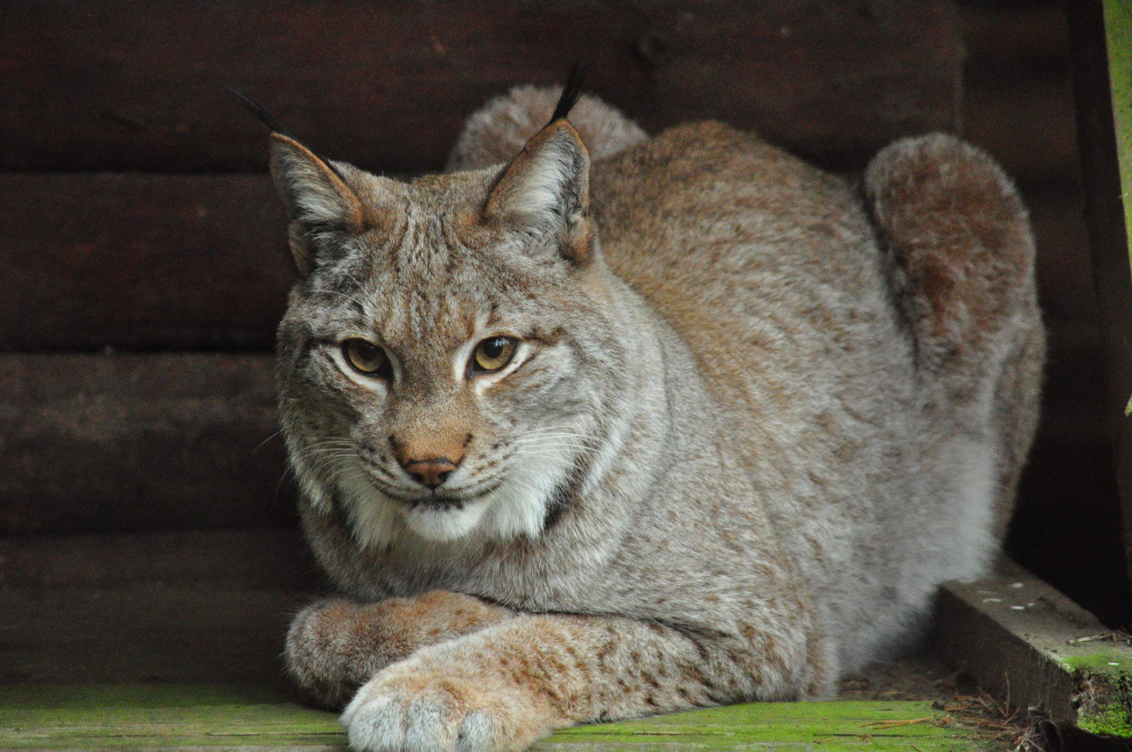 Luchs entspannt