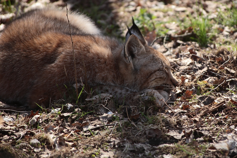 Luchs entspannung ist gut