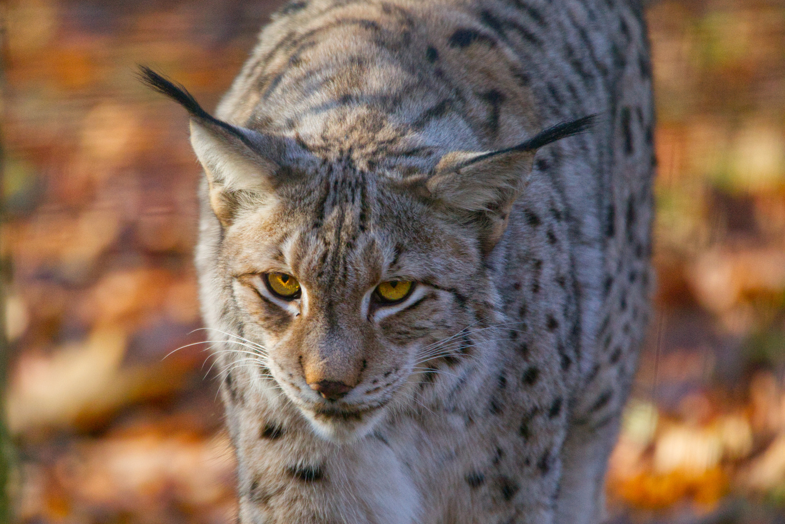 Luchs Eyes 